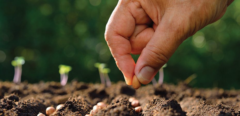 planting seeds